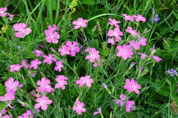 a background with a field of pink flowers in green grass 