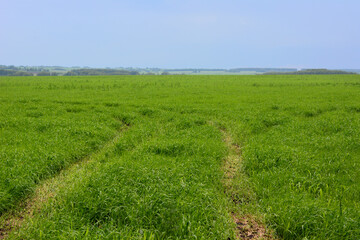 Obraz premium a field with green grass and a horizon line with rainy sky 