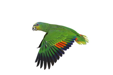 Beautiful flying Orange-Winged Amazon parrot isolated on transparent background png file