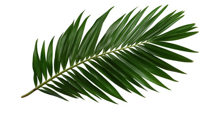 Fototapeta premium Tropical palm leaves isolated on white background 