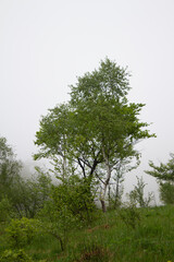 Fototapeta premium albero verde singolo