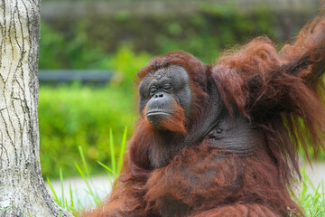 Borneo orangutan 