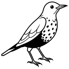 Fototapeta premium rockthrush bird vector illustration