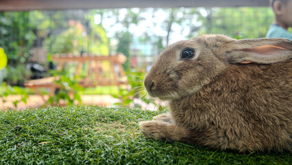 Adorable baby rabbit bunny eating fresh orange carrot sitting on green grass meadow over nature background. Furry rabbit brown, black bunny feeding organic carrot in spring time. Easter animal concept