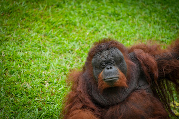 Borneo orangutan 