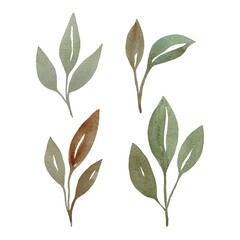 Watercolor designer elements set collection of green leaves, greenery art foliage natural leaves herbs in watercolor style. Decorative beauty elegant illustration for design