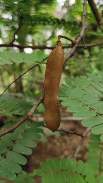 Fresh and organic brown unripe raw tamarind fruit hanging on tree branch isolated with blurred natural green leaves background. Beautiful closeup macro side view. Tamarind plantation or farm concept.