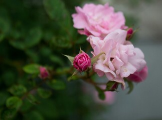 Rosa violeta floreciendo