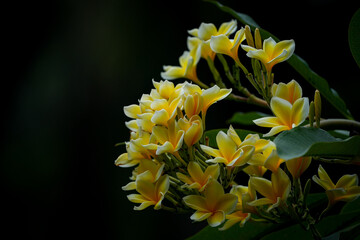 Fototapeta premium yellow flower