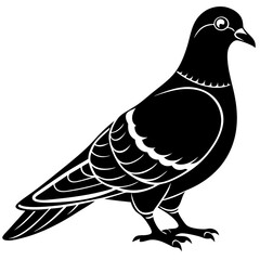  Pigeon Vector illustration