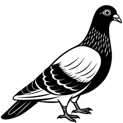  Pigeon Vector illustration