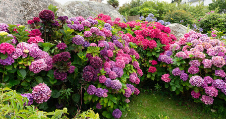 Magnifiques hortensias colorés - Bretagne France