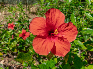 Chinese hibiscus red flower close up. Blurred hibiscus bush in the background.