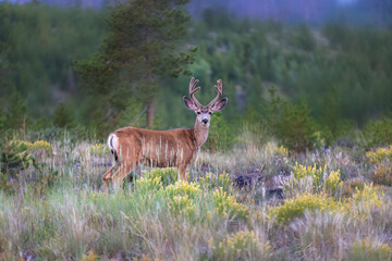 a deer in spring amid the sagebrush in colorado