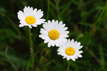 white daisies closeup with green grass behind