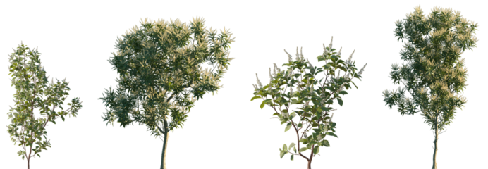 Set of Grevillea Baileyana (White Oak) tree and Clethra alnifolia shrub frontal set street isolated png on a transparent background perfectly cutout