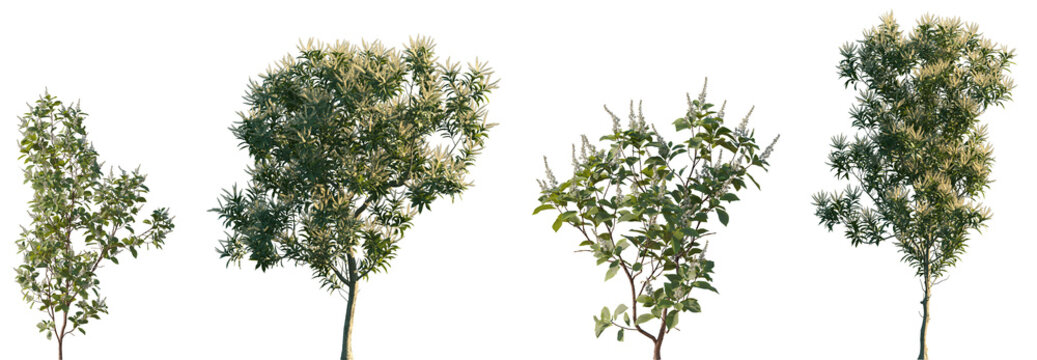 Set of Grevillea Baileyana (White Oak) tree and Clethra alnifolia shrub frontal set street isolated png on a transparent background perfectly cutout