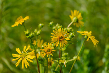 Yellow Compass Plant Flowers Growing In The Native Plant Garden In Summer In De Pere, Wisconsin