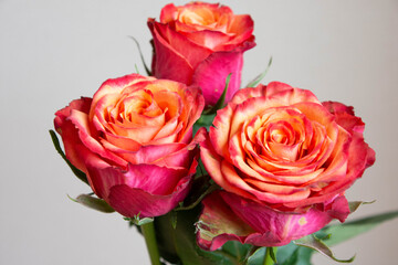 グラデーションカラーのバラ