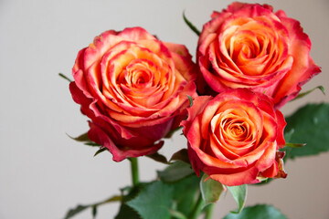 Obraz premium グラデーションカラーのバラ