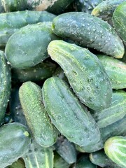 close up of organic cucumber harvest