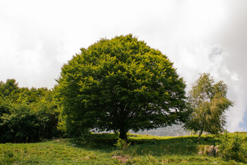 albero maestoso verde
