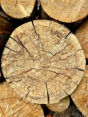 end cut of a tree close-up