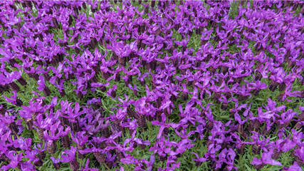Obraz premium Lavandula stoechas, the Spanish lavender, topped lavender or French lavender, an evergreen shrub