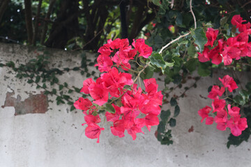 flowers in the garden