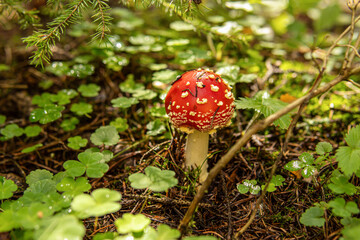 Fly agaric in the forest. Poisonous mushroom