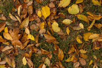 Autumn leaves fallen on green grass