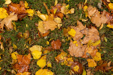 Yellow autumn leaves fallen from a tree