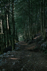 sentiero alberato buio