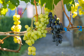 Bunches of white and blue grapes hanging on a vine