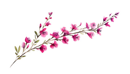 branch of pink flowers watercolor isolated on transparent background cutout