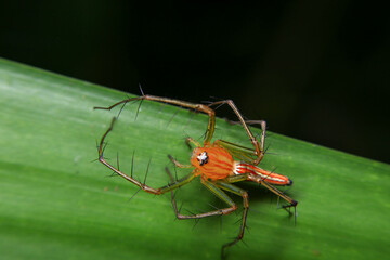 jumping spider macro close up on the black background in the nature