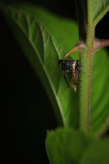 bug on green leaf in the wild nature. macro. A bug life
