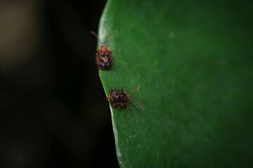 bug on green leaf in the wild nature. macro. A bug life
