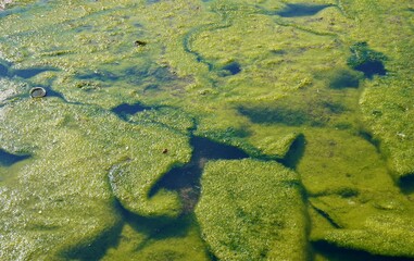 Dense algae bloom on sea water surface isolated on horizontal full frame background.