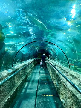 Jakarta, Indonesia - August 9th, 2024 - Beautiful underwater glass tunnel with sea water animal fishes view in Sea World Ancol isolated on vertical ratio background.
