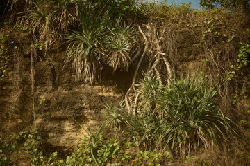 The roots of natural Pandanus tectorius trees that extend out from cliff edges and help reduce erosion
