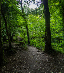 Hidden Path in a Cornish Woodland.