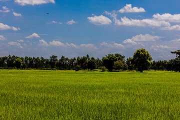The close background of the green rice fields, the seedlings that are growing, are seen in rural areas as the main occupation of rice farmers who grow rice for sale or living.