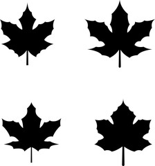 Maple leaf vector icon on white background