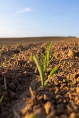 sunset in a field with young corn sprouts in a fertile field