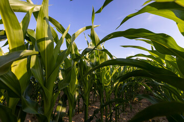 a field with green corn foliage in the summer sunset