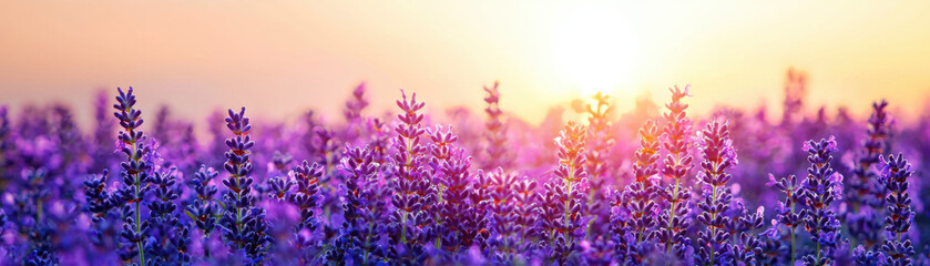 Obraz premium Beautiful lavender field in full bloom during sunset with vibrant colors and a warm, serene atmosphere that evokes peace and tranquility.