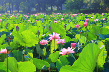 ハスの花が咲く水元公園の風景