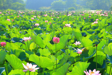 ハスの花が咲く水元公園の風景