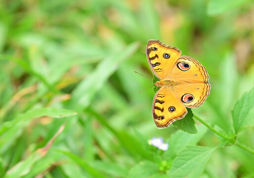    Peacock Pansy(Junonia almana )on green grass background
